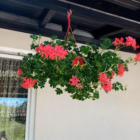 Casa Lui Vladut Guest house *